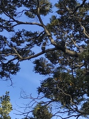 Columba livia domestica