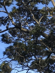 Columba livia domestica