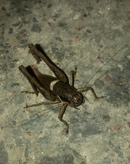 Pholidoptera pustulipes