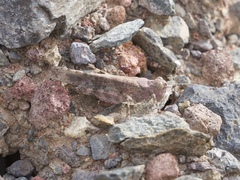 Trimerotropis cyaneipennis