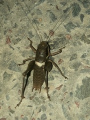 Pholidoptera pustulipes