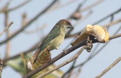 Stilpnia peruviana