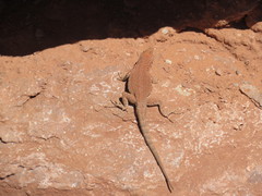 Uta stansburiana uniformis
