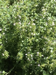 Thymus × citriodorus