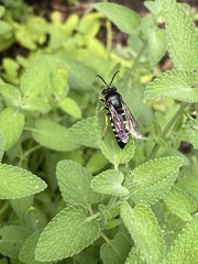 Bicyrtes quadrifasciatus