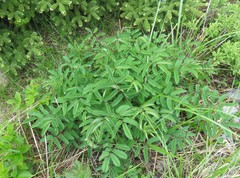 Sanguisorba canadensis