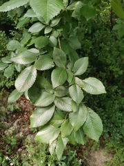 Ulmus