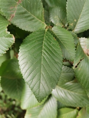 Ulmus