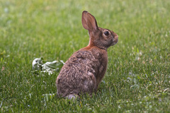 Sylvilagus floridanus