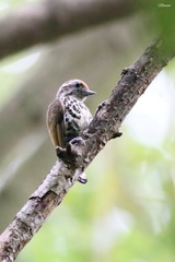 Picumnus innominatus