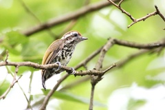 Picumnus innominatus
