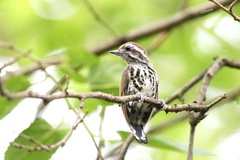 Picumnus innominatus
