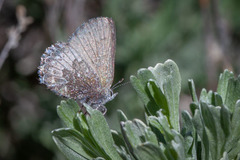 Callophrys fotis