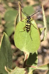 Stenostrophia tribalteata