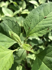 Uroleucon nigrotuberculatum