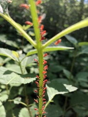 Uroleucon nigrotuberculatum