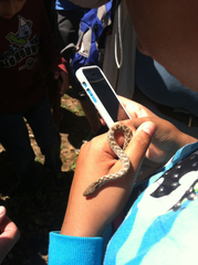 Hypsiglena ochrorhynchus