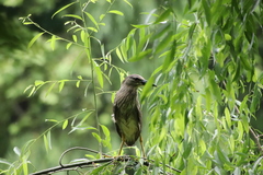 Nycticorax nycticorax