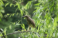 Nycticorax nycticorax