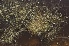 Callitriche marginata