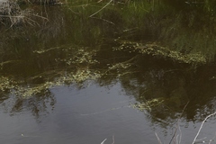 Callitriche marginata