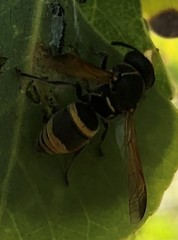 Pachodynerus guadulpensis