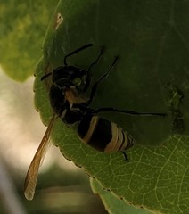 Pachodynerus guadulpensis
