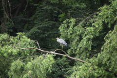 Ardea cinerea
