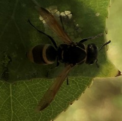 Pachodynerus guadulpensis