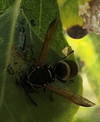 Pachodynerus guadulpensis