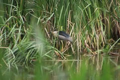 Nycticorax nycticorax