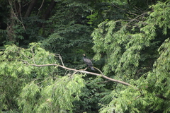 Phalacrocorax carbo