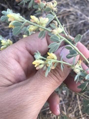 Acmispon decumbens