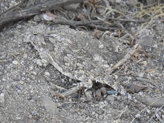 Phrynosoma cerroense