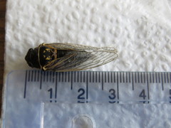 Okanagana fratercula