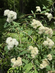 Spiraea virginiana