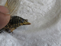 Okanagana fratercula