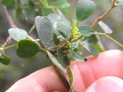 Coronilla valentina glauca