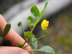 Coronilla valentina glauca
