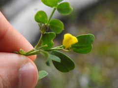 Coronilla valentina glauca