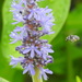 Pickerelweed Longhorn Bee - Photo (c) mamiles, some rights reserved (CC BY-NC-ND), uploaded by mamiles