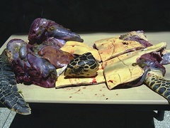 Eretmochelys imbricata