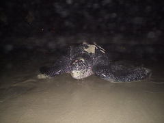 Dermochelys coriacea