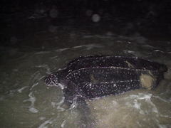 Dermochelys coriacea