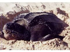 Dermochelys coriacea