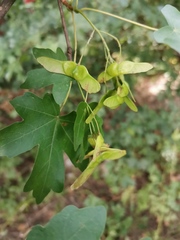 Acer campestre