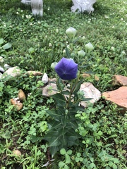 Platycodon grandiflorus