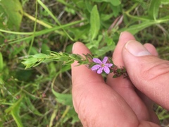 Lythrum alatum alatum