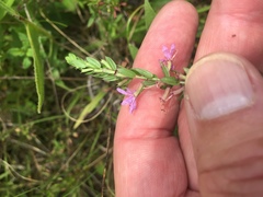 Lythrum alatum alatum