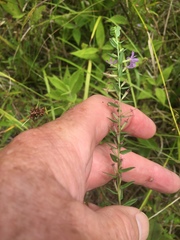 Lythrum alatum alatum